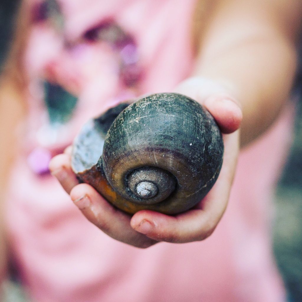 Sea shells 